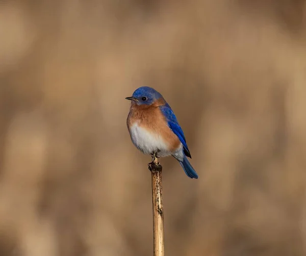 Восточная Синяя Птица Сидела Заборе Крупным Планом — стоковое фото