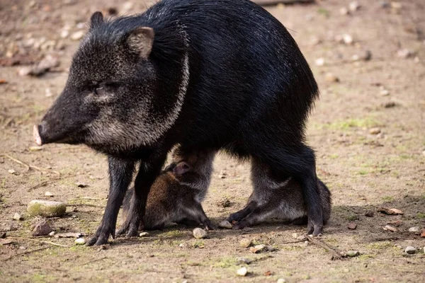 Ein Mitteleuropäisches Wildschwein Füttert Seine Babys Auf Dem Feld — Stockfoto