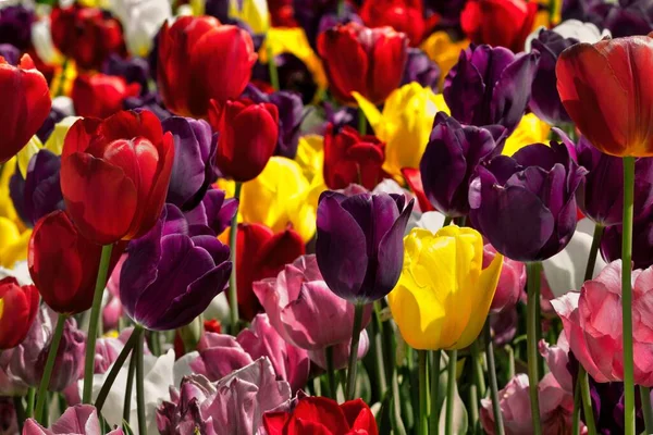 Las Coloridas Flores Tulipán Jardín Día Soleado — Foto de Stock