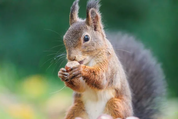 Closeup Shot Red Squirrel Eating Nuts — Stock Photo, Image