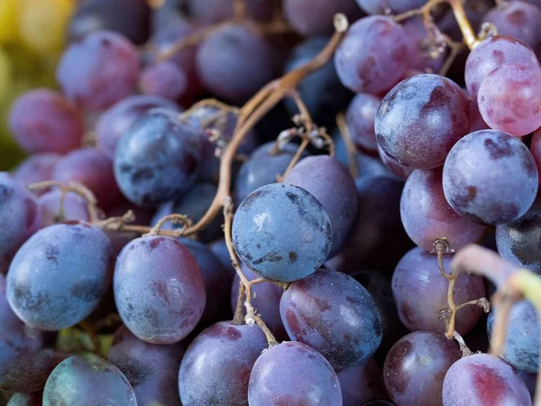 Taze Organik Mavi Üzümler Şarap Konsepti — Stok fotoğraf