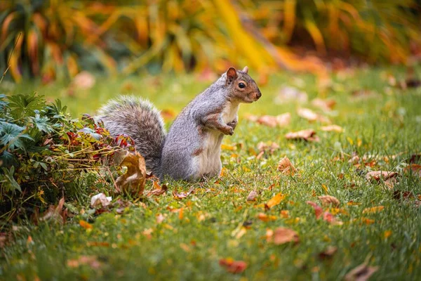 在一个阳光明媚的秋日 公园里一只可爱的松鼠在朦胧的背景下 — 图库照片