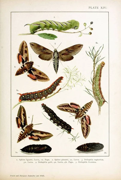 유럽의 나비와 Macrolepidoptera — 스톡 사진