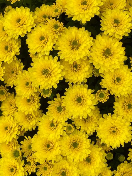 Vertical Shot Yellow Chrysanths — Stock Photo, Image