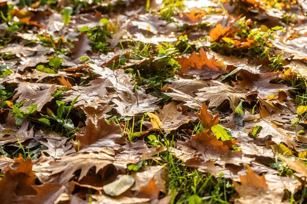 공원의 땅바닥에 떨어지는 아름다운 낙엽들로 뒤덮인 — 스톡 사진