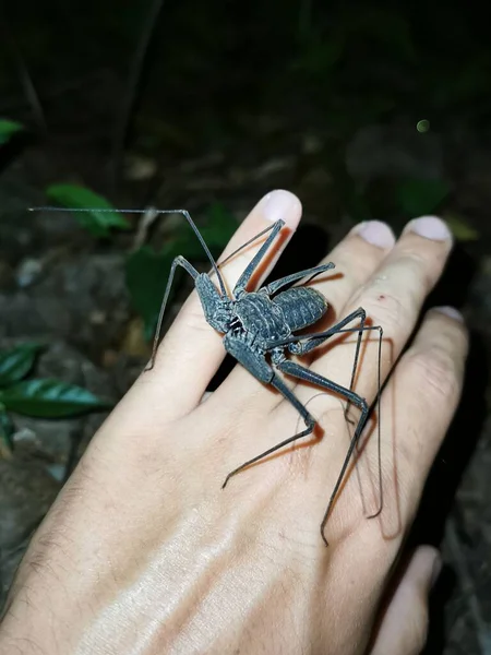 Afrika Mağarada Yaşayan Bir Örümceğin Dikey Görüntüsü — Stok fotoğraf