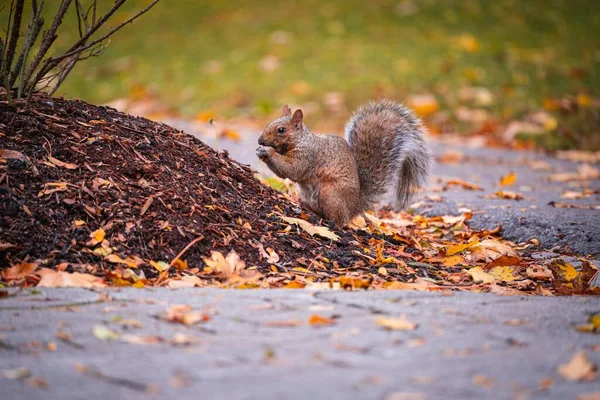 Ein Niedliches Eichhörnchen Park Auf Dem Verschwommenen Hintergrund Einem Sonnigen — Stockfoto