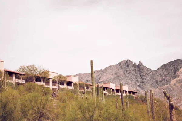 Una Tierra Llena Plantas Cactus Con Edificio Montañas Rocosas Fondo —  Fotos de Stock