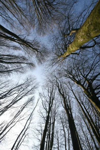 在阳光灿烂的早晨 森林中的大树的低角度视图 — 图库照片
