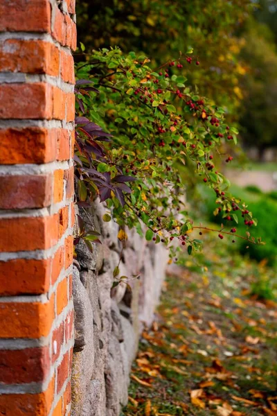 Bir Sonbahar Parkında Taş Binadan Sarkan Kırmızı Böğürtlenlerin Dikey Görüntüsü — Stok fotoğraf