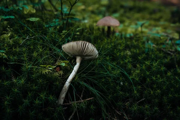 Tiro Close Cogumelos Floresta — Fotografia de Stock