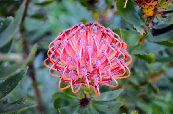 ภาพระยะใกล ของดอกไม Pincushion Protea ดอกไม ในสวน — ภาพถ่ายสต็อก