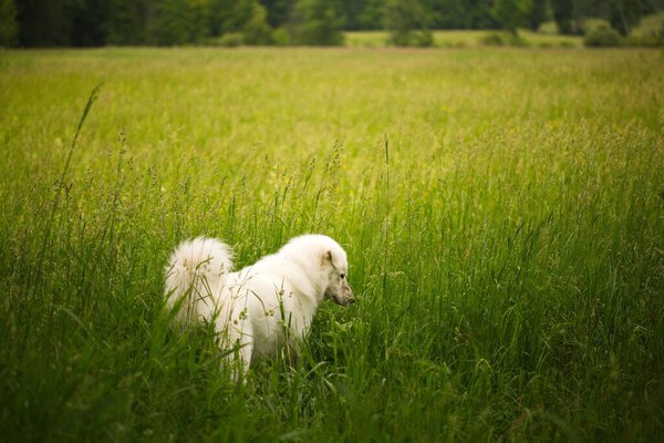The cute Maremmano-Abruzzese Sheepdog in the green field on a sunny day