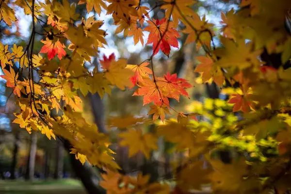 Ein Bild Von Bäumen Mit Gelben Und Roten Blättern Während — Stockfoto