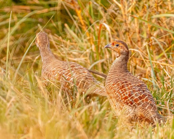 A closeup of a pair of Grey Francolins running in a bush