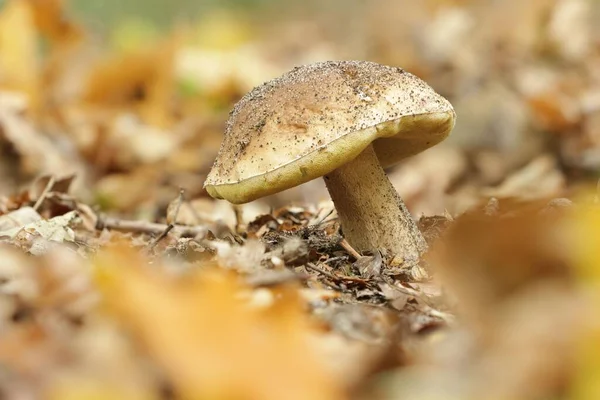 Closeup Hemileccinum Impolitum Mushroom Forest — Stock Photo, Image