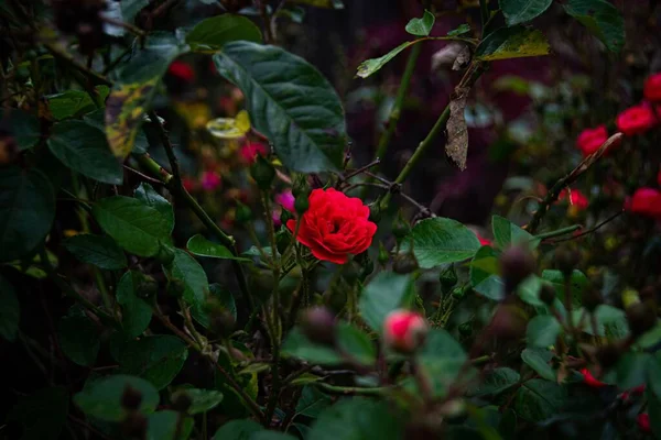 园中红玫瑰花草的精选焦点照片 — 图库照片