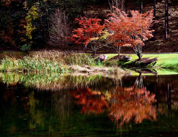 Die Schönen Japanischen Ahornbäume Mit Rotem Laub Spiegeln Sich Wasser — Stockfoto