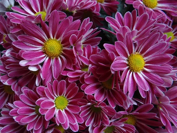 Primer Plano Crisantemos Color Rosa Brillante Con Pétalos Suaves Jardín —  Fotos de Stock