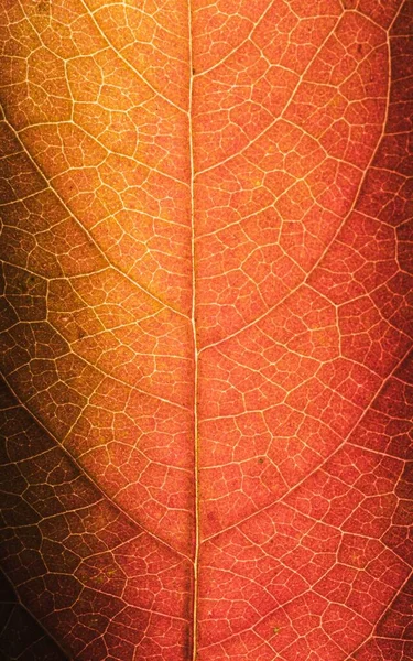 Eine Nahaufnahme Der Orangefarbenen Herbstblattoberfläche — Stockfoto