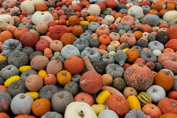 Egy Közeli Felvétel Számos Narancs Sütőtökről — Stock Fotó