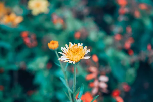 Крупним Планом Жовті Квіти Цвітуть Полі Під Сонячним Світлом Розмитим — стокове фото