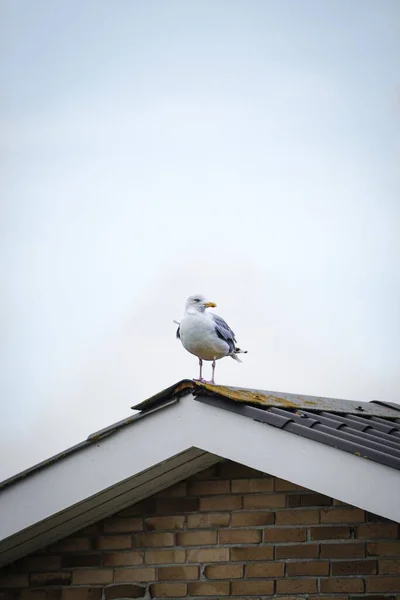 European Herring Gull Top Stone House Light Sky Vertical Shot — Stock Photo, Image