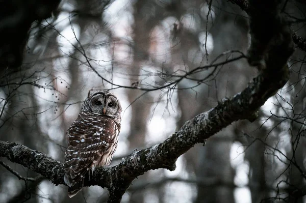 Spotted Owl Strix Occidentalis Perched Tree Branch Dark Gray Tones — Stock Photo, Image