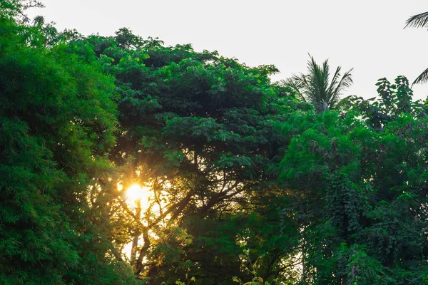 Ein Sonnenaufgang Zwischen Den Grünen Bäumen — Stockfoto