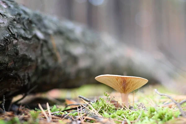 Nahaufnahme Eines Russula Pilzes Wald — Stockfoto
