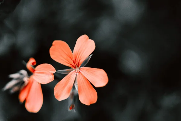 Närbild Röd Pelargonium Inquinans Blomma Mjuk Suddig Bakgrund — Stockfoto