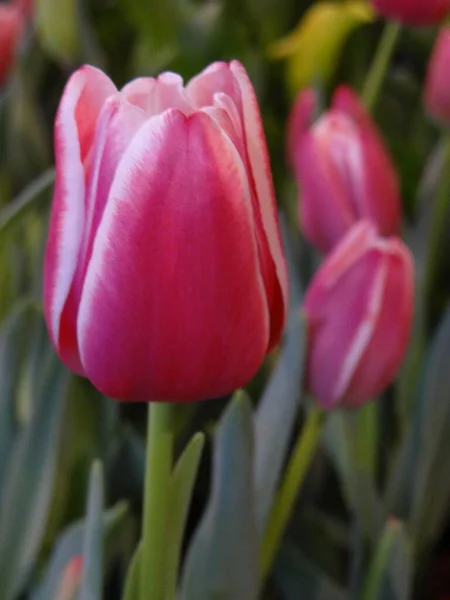Vertikální Záběr Růžových Tulipánů Zelenými Listy Izolovaném Pozadí — Stock fotografie