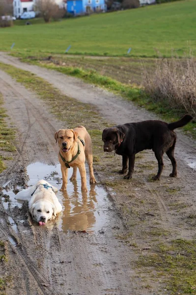 Τρία Χαριτωμένα Σκυλιά Λαμπραντόρ Παίζουν Έναν Αγροτικό Δρόμο — Φωτογραφία Αρχείου