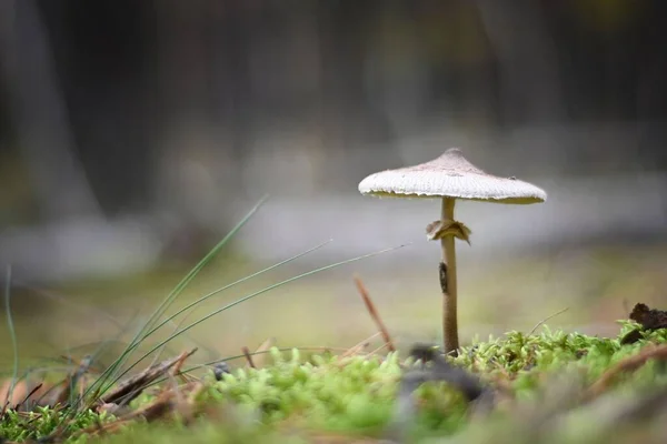 stock image A close-up of a variegated umbrella mushroom (Macrolepiota procera)