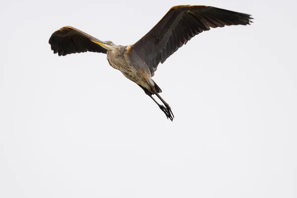 Μια Κάτω Όψη Ενός Γκρίζου Ερωδιού Που Πετάει Ορθάνοιχτα Φτερά — Φωτογραφία Αρχείου