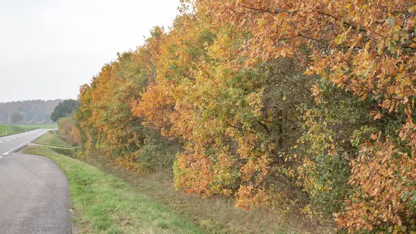 Geelbladige Bomen Langs Lege Asfaltweg Denemarken — Stockfoto