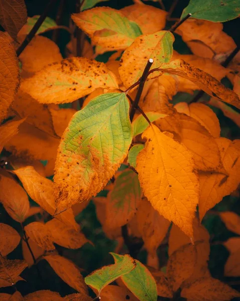 Fim Folhas Outono Brilhantes — Fotografia de Stock