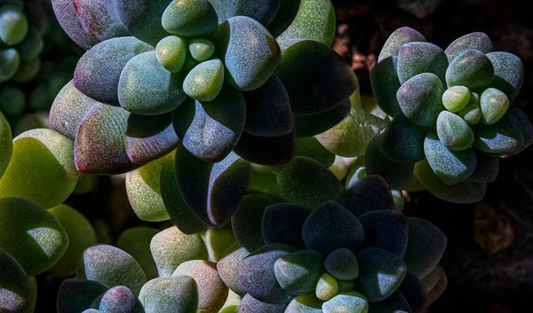 Primer Plano Cactus Verde Que Crece Luz Del Sol Jardín —  Fotos de Stock