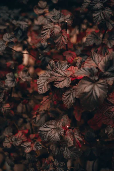 Eine Nahaufnahme Einer Pflanze Mit Tiefroten Blättern Die Einem Garten — Stockfoto