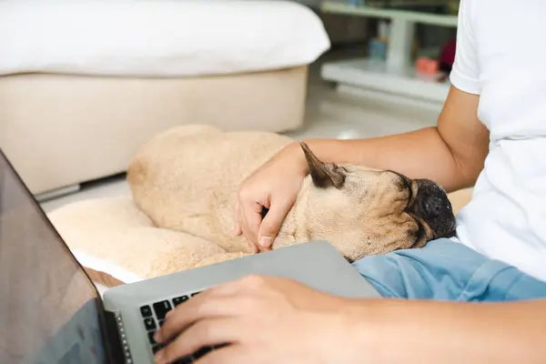 stock image A young male petting his French Bulldog and using his laptop