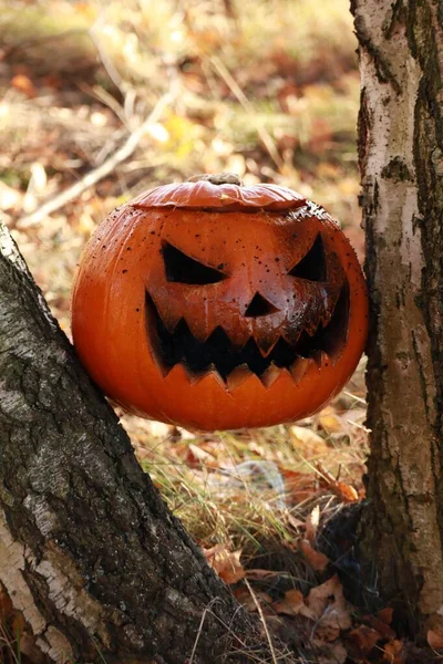 Närbild Halloweenpumpa Skog — Stockfoto