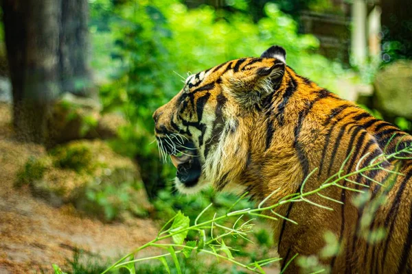 Közelkép Egy Tigrisről Állatkertben — Stock Fotó