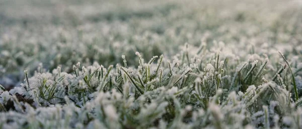 Крупним Планом Трава Вкрита Морозом Полі Розмитим Тлом — стокове фото