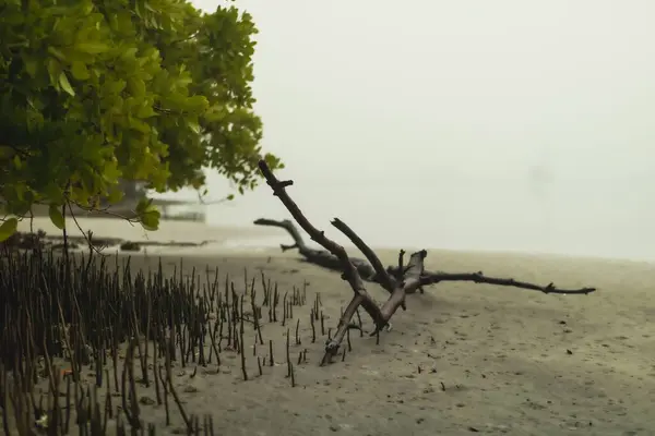 Een Dichtbij Shot Van Een Eenzame Boom Het Meer Florida — Stockfoto