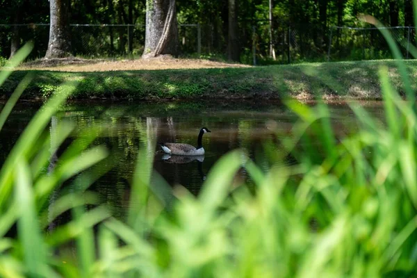 Ganso Branta Bernicla Nadando Swan Lake Iris Gardens Sumter Carolina — Foto de Stock