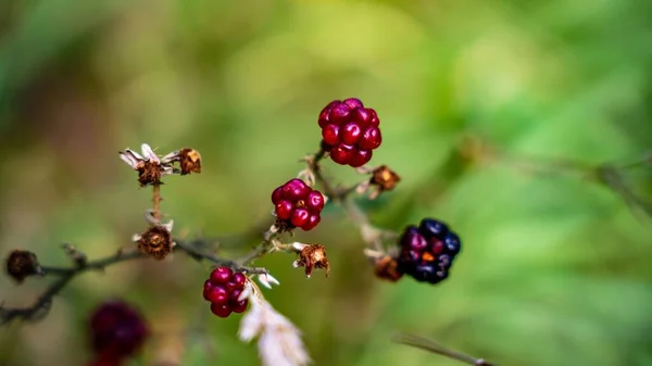 Closeup Shot Blackberries Growing Garden — Stock Photo, Image