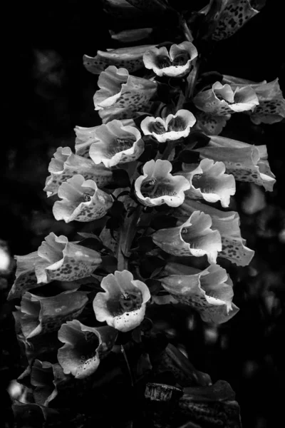 Сірому Кольорі Було Знято Квіти Рукавицях — стокове фото