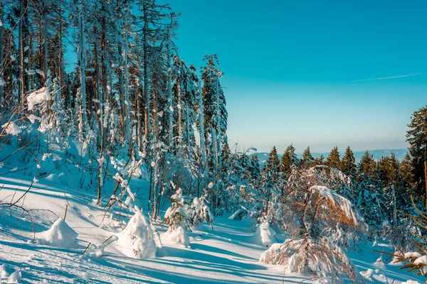 Чудовий Краєвид Баварського Лісу Взимку — стокове фото