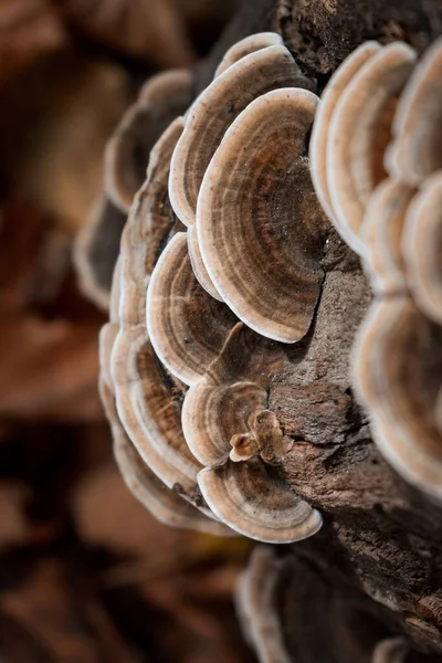 Eine Vertikale Aufnahme Eines Hohen Mit Pilzen Bedeckten Astes Einem — Stockfoto