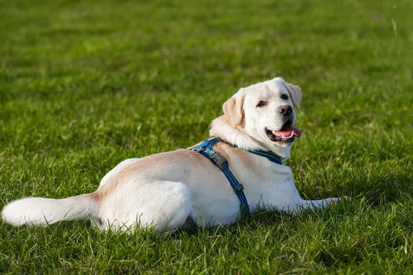 Een Schattige Beige Labrador Gras — Stockfoto